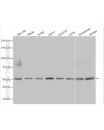 FAF2 Polyclonal antibody proteintech 16251-1-AP