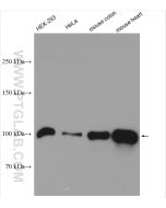 NLRX1 Polyclonal antibody proteintech 17215-1-AP
