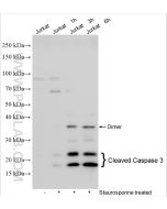 Cleaved Caspase 3 Polyclonal antibody proteintech 25128-1-AP