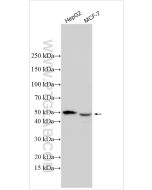 MBOAT4 Polyclonal antibody proteintech 32120-1-AP
