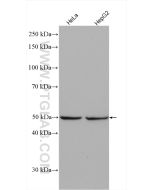 SQRDL Polyclonal antibody proteintech 17256-1-AP