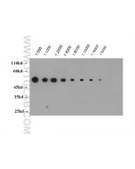 V5-tag Polyclonal antibody proteintech 14440-1-AP