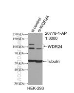 WDR24 Polyclonal antibody proteintech 20778-1-AP