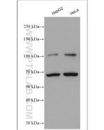 NRF2, NFE2L2 Polyclonal antibody proteintech 16396-1-AP