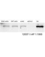 DVL2 Polyclonal antibody proteintech 12037-1-AP