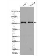 RIG-1/DDX58 Polyclonal antibody proteintech 20566-1-AP