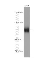 NFATC2 Polyclonal antibody proteintech 22023-1-AP