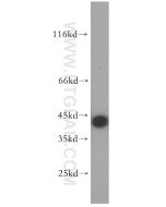 MAS1L Polyclonal antibody proteintech 20080-1-AP