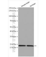 GABARAPL1 Polyclonal antibody proteintech 11010-1-AP