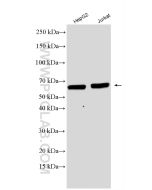 EIF2AK2, PKR Polyclonal antibody proteintech 18244-1-AP