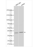 STX17 Polyclonal antibody proteintech 17815-1-AP