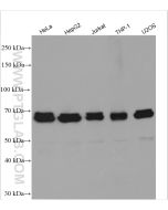ATG7 Polyclonal antibody proteintech 10088-2-AP