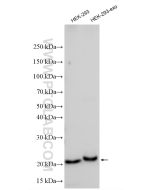 CD9 Polyclonal antibody proteintech 20597-1-AP