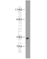 TBP Polyclonal antibody proteintech 22006-1-AP