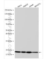 RBM3 Polyclonal antibody proteintech 14363-1-AP