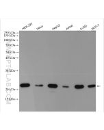 TFAM Polyclonal antibody proteintech 22586-1-AP