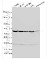 ZNF683 Polyclonal antibody proteintech 32229-1-AP