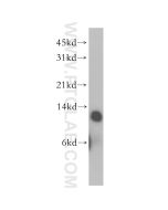 TRX2/TXN2 Polyclonal antibody proteintech 13089-1-AP