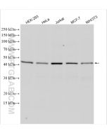 YBX1 Polyclonal antibody proteintech 20339-1-AP