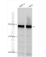 EIF4G1 Polyclonal antibody proteintech 15704-1-AP