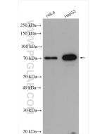 YAP1 Polyclonal antibody proteintech 13584-1-AP
