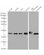RHOA Polyclonal antibody proteintech 10749-1-AP