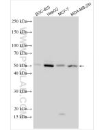 TEAD4 Polyclonal antibody proteintech 12418-1-AP