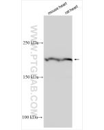 MYH7-specific Polyclonal antibody proteintech 22280-1-AP
