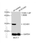 ECHS1 Polyclonal antibody proteintech 11305-1-AP