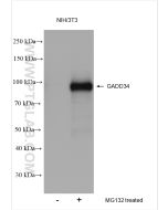 GADD34 Polyclonal antibody proteintech 10449-1-AP