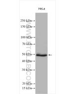 WWTR1/TAZ Polyclonal antibody proteintech 23306-1-AP