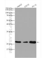 Peroxiredoxin 2 Polyclonal antibody proteintech 10545-2-AP