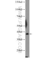 MRPL44 Polyclonal antibody proteintech 16394-1-AP