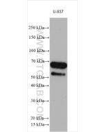 GBP5 Polyclonal antibody proteintech 13220-1-AP