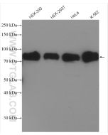 HSF1 Polyclonal antibody proteintech 51034-1-AP