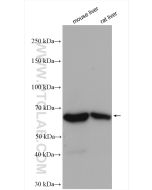 PCK1/2 Polyclonal antibody proteintech 16754-1-AP