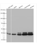 ERK1/2 Polyclonal antibody proteintech 51068-1-AP