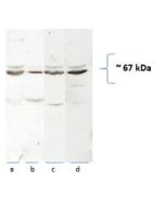 SLC7A1/CAT-1 Polyclonal antibody proteintech 14195-1-AP