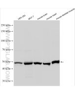 EEF1A1/EEF1A2 Polyclonal antibody proteintech 16091-1-AP