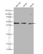 IFT52 Polyclonal antibody proteintech 17534-1-AP