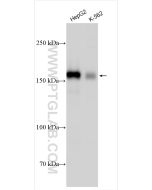 INF2 Polyclonal antibody proteintech 20466-1-AP