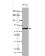 c-SRC Polyclonal antibody proteintech 11097-1-AP