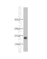 ISCU Polyclonal antibody proteintech 14812-1-AP