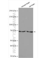 Cryptochrome 2 Polyclonal antibody proteintech 13997-1-AP