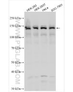 LATS2-Specific Polyclonal antibody proteintech 20276-1-AP