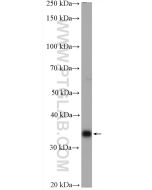 IL-33 Polyclonal antibody proteintech 28035-1-AP