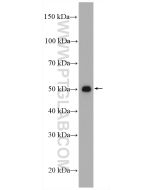PD-L1/CD274 Polyclonal antibody proteintech 17952-1-AP
