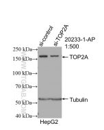 TOP2A-Specific Polyclonal antibody proteintech 20233-1-AP