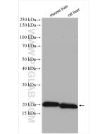 Ferritin light chain Polyclonal antibody proteintech 10727-1-AP
