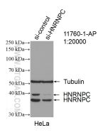 HNRNPC Polyclonal antibody proteintech 11760-1-AP